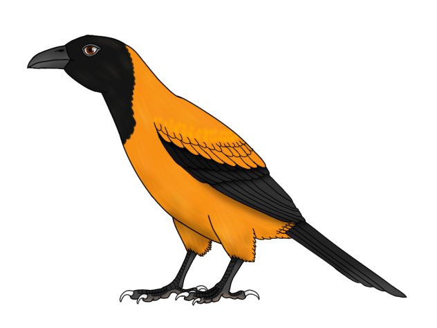 Hooded Pitohui revamped render