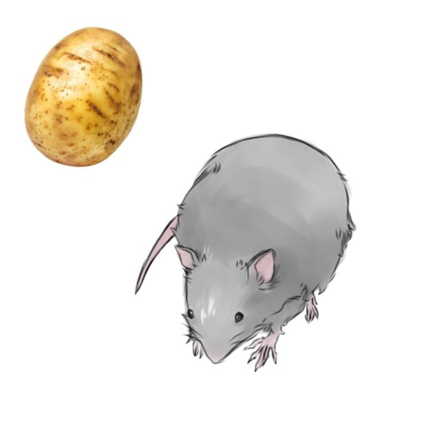rat 2