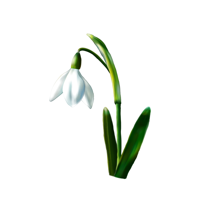 Snowdrop