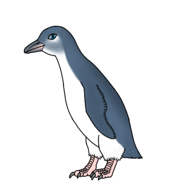 White Flippered Penguin