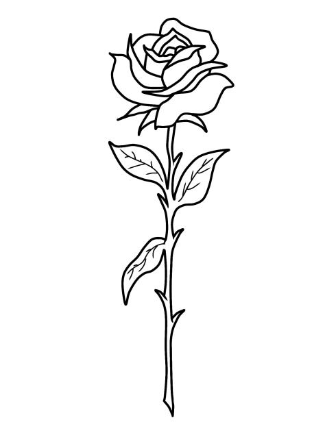 Red rose