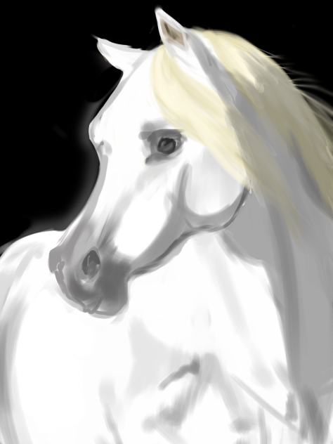 Beautiful Arabian Horse