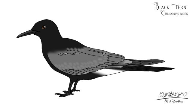 Black Tern (breeding)