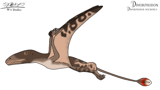 Dimorphodon macronyx