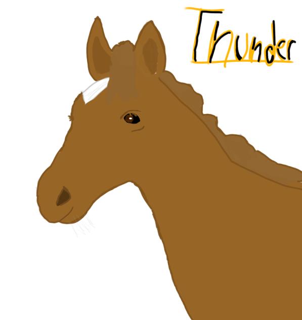 Baby Horse -Thunder