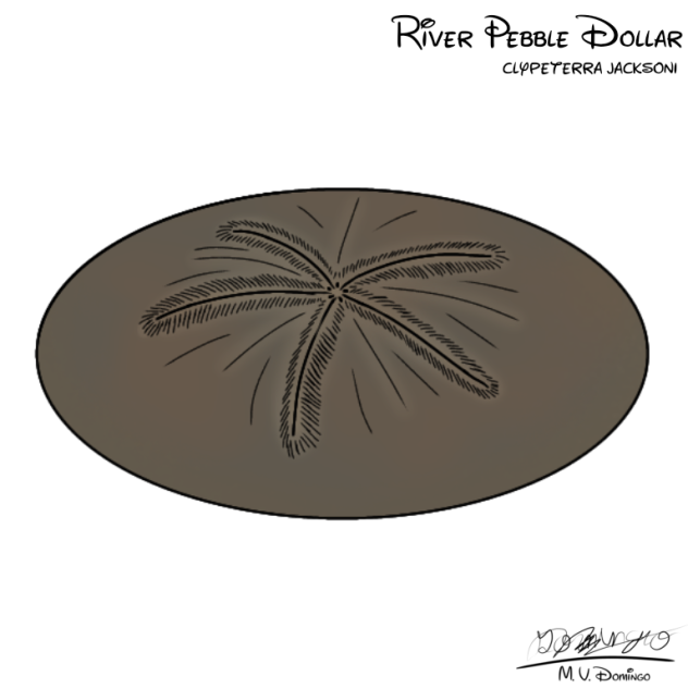 River Pebble Dollar