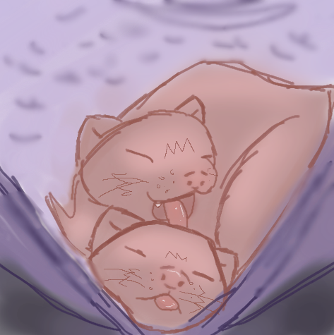 Ferrets