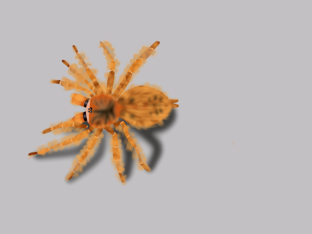 OBT ( Orange Baboon Tarantula)