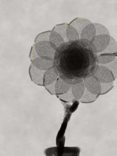 The Flows Of A Dandelion