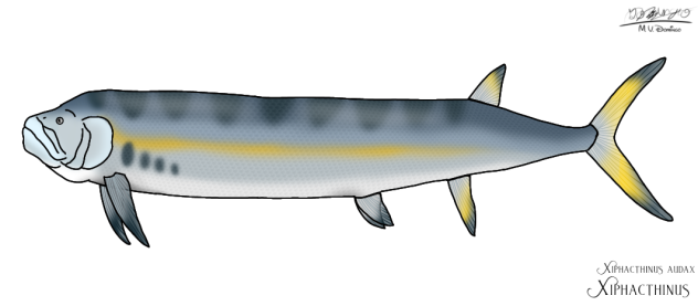 Xiphacthinus audax