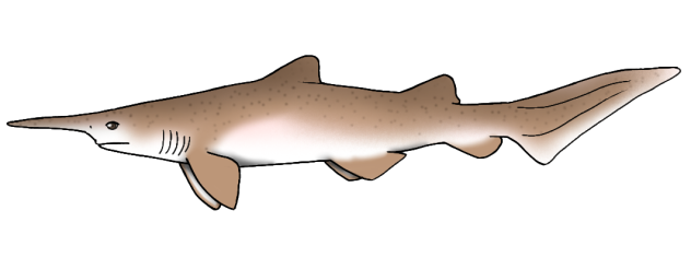 Scapanorhynchus lewisii render