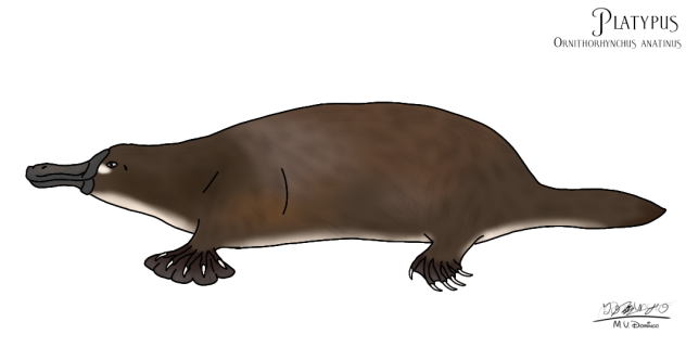 Duck-billed Platypus