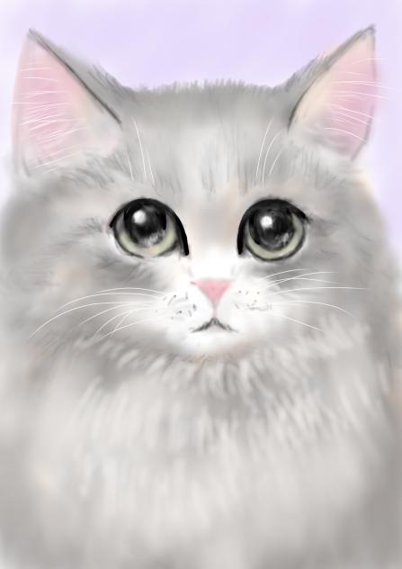 ねこ
