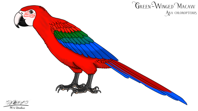Green-winged Macaw