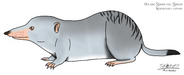 Oceanic Short-tail Shrew