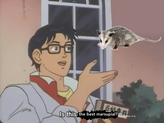 I just made a new meme