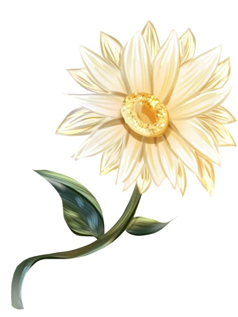 Pale flower daisy