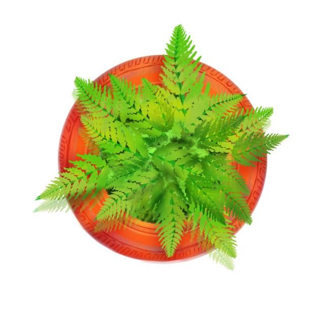 Fern Decoration