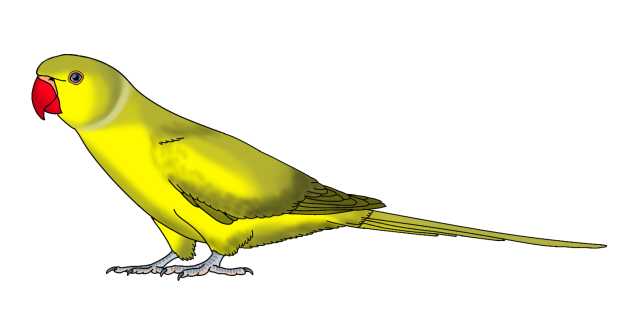 Rose Ringed Parakeet yellow