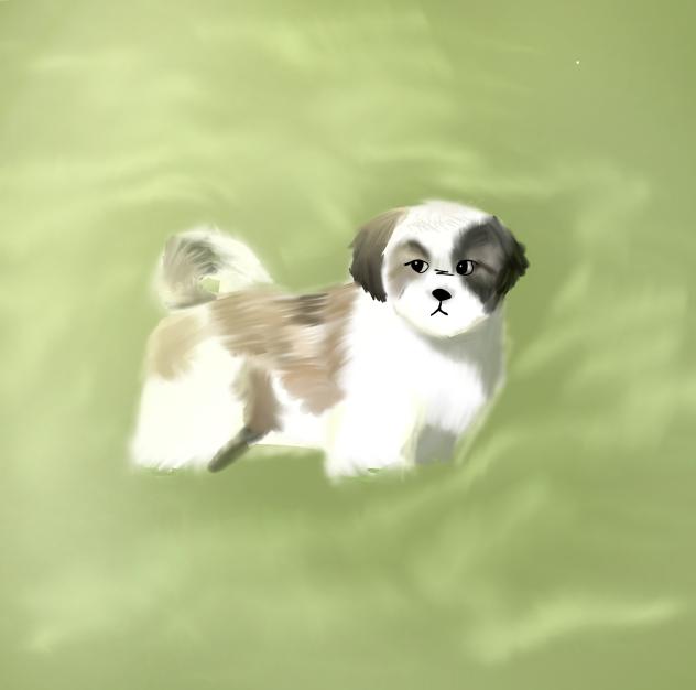 Puppy in the grass