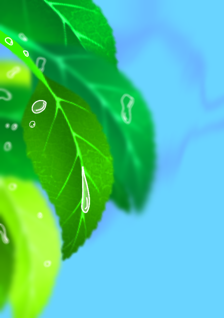leaves