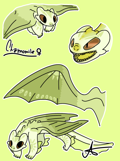 Chamomile