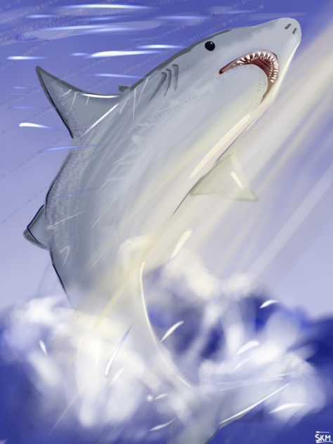 🦈