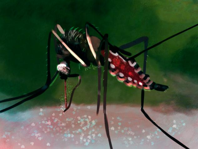 mosquito sucking blood