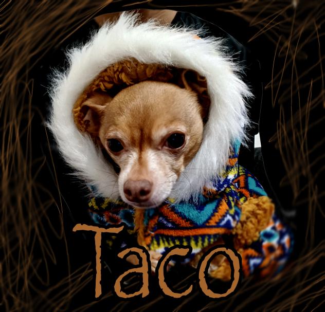 Taco