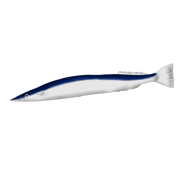 秋刀魚