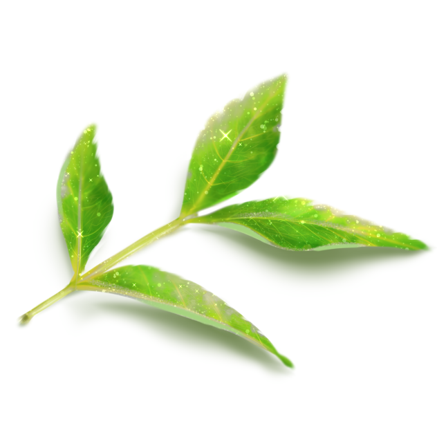 Leaves