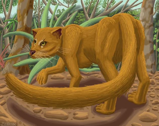 Yaguarundí 2 (Herpailurus yagouaroundi)