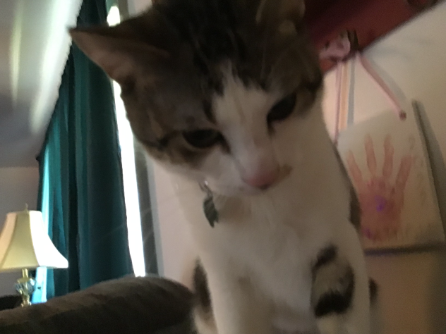 Cat reveal