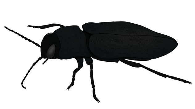 Black Fire Beetle2