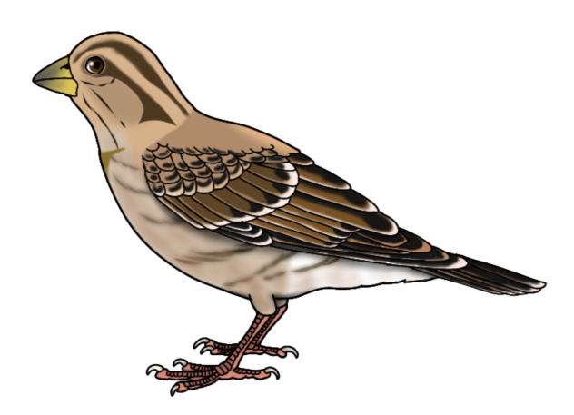 Eurasian Tree Sparrow f2