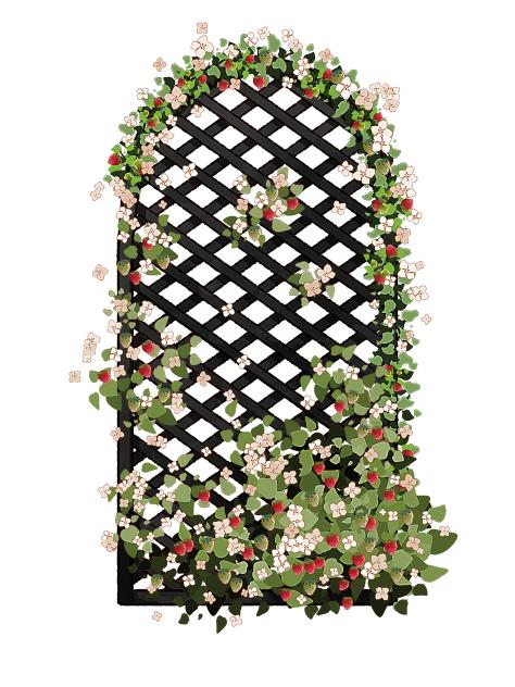 Strawberry Garden Screen