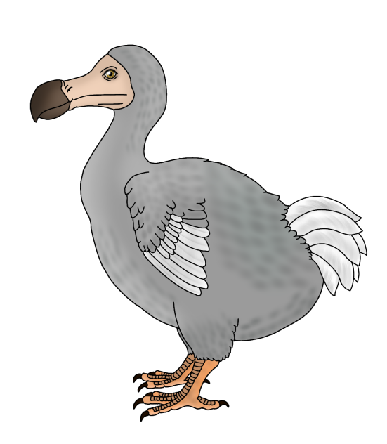 Dodo