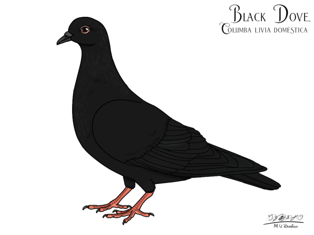 Black Dove
