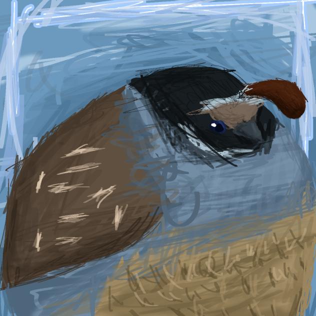 big fat Quail