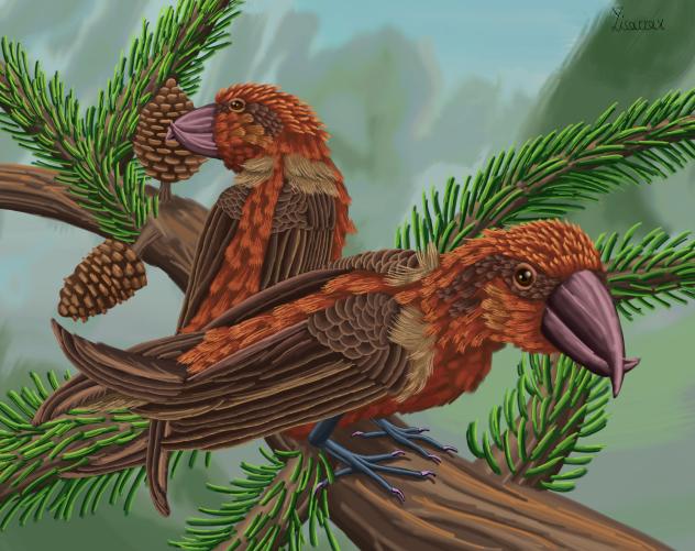 Red crossbill (Loxia curvirostra)