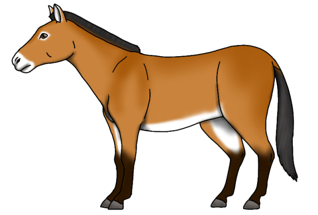 Przewalski's Horse render