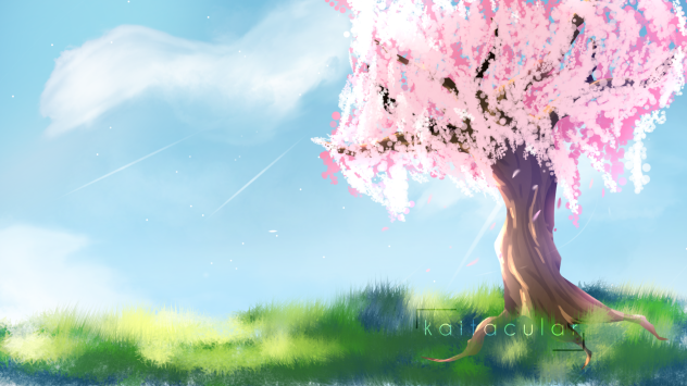 Cherry Blossom