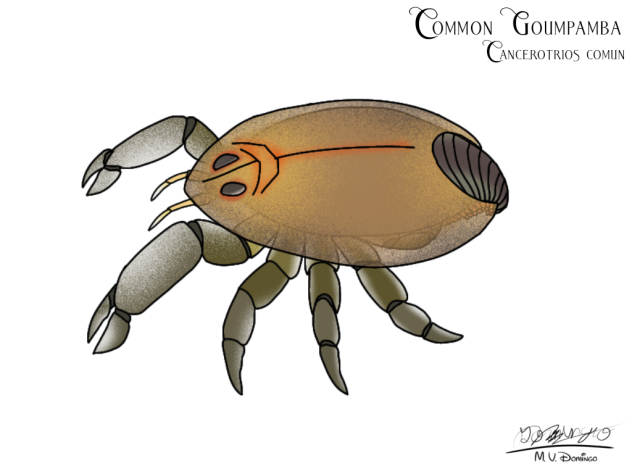 Common Goumpamba