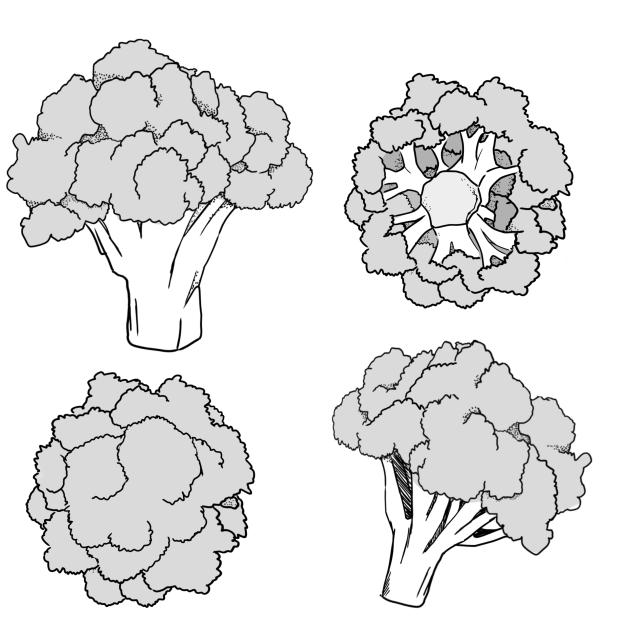 broccoli