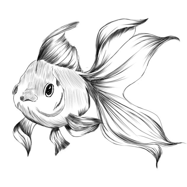 Fish - ibisPaint