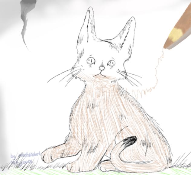 cat