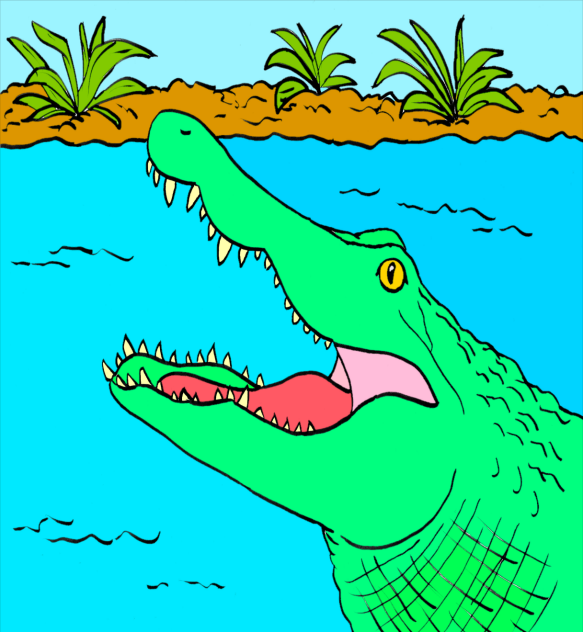 Alligator