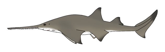 Onchopristis dunklei