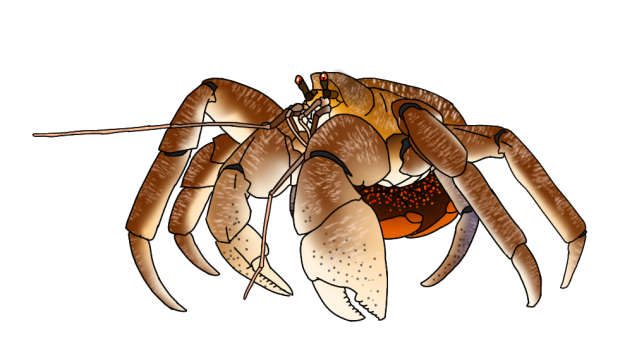 Coconut Crab