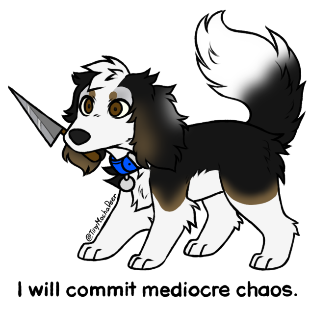 Teddy the Bernerdoodle